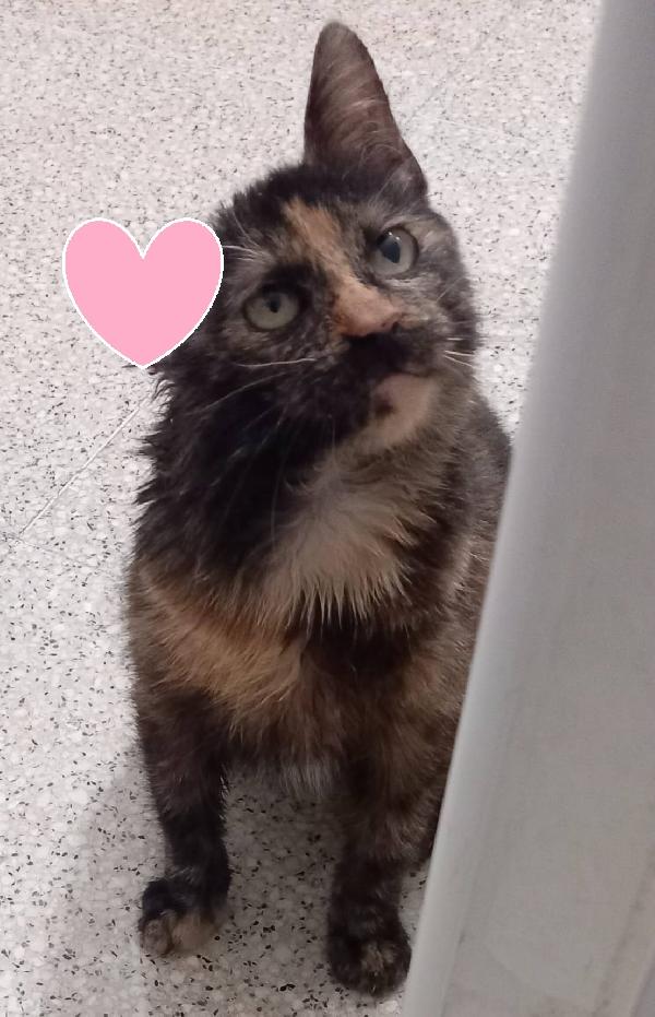 Ambra sfortunata cucciola (FELV POSITIVA) Foto 3